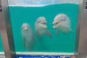 Cierre definitivo del Aquarium Mar del Plata: trasladan lobos marinos a República Dominicana