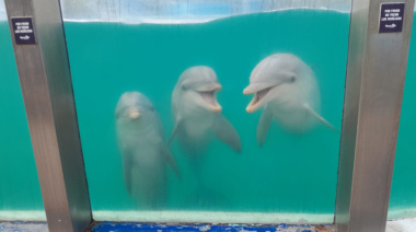 Cierre definitivo del Aquarium Mar del Plata: trasladan lobos marinos a República Dominicana