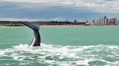 Necochea sorprende con récord de ballenas y activa el turismo de invierno