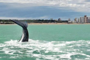 Necochea sorprende con récord de ballenas y activa el turismo de invierno