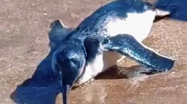 Un pingüino apareció por sorpresa en las playas de Pinamar
