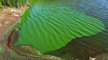Alerta por cianobacterias en distintas lagunas del interior de la Provincia