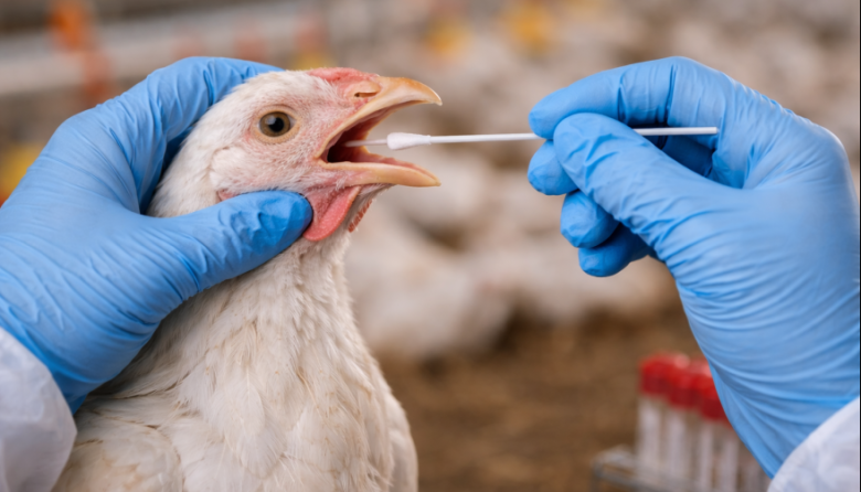 Confirman nuevos casos de gripe aviar en la provincia de Buenos Aires