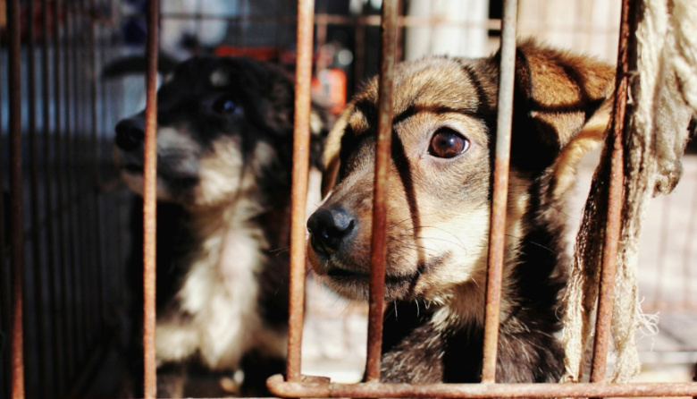 La Costa refuerza la lucha contra el maltrato animal con una campaña clave