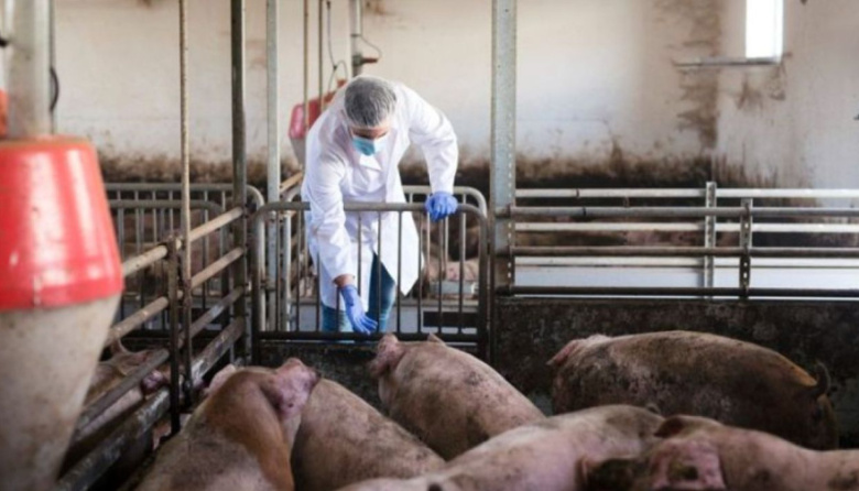 Triquinosis: los casos confirmados en la Provincia ya son 4,6 veces más que en 2025