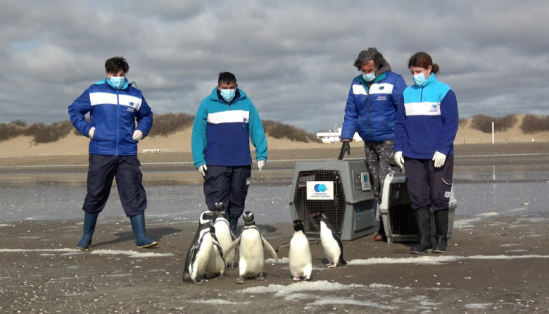 San Clemente: liberaron seis pingüinos rescatados de redes de pesca y petróleo