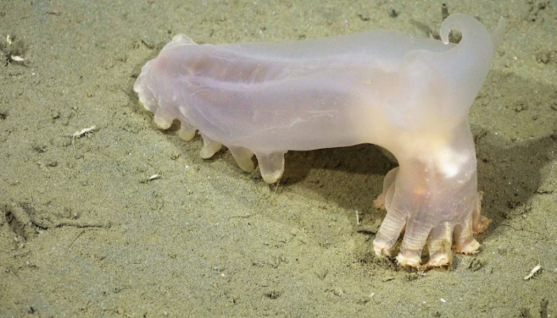 Mar del Plata: CONICET descubrió 57 nuevas especies en su cañón submarino