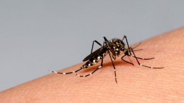 Dengue: confirman el primer caso autóctono en Mar del Plata