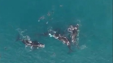 Avistaron ballenas en Necochea