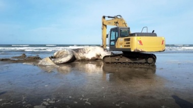 Apareció una ballena sin vida en Santa Teresita 
