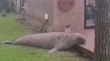 Un elefante marino sorprendió a una familia en su casa de Mar de las Pampas
