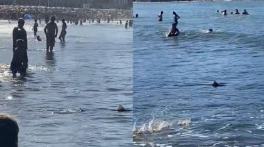 Apareció un tiburón en la playa Bristol de Mar del Plata