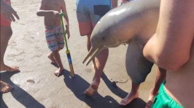 Murió un delfín en la costa porque lo sacaron del agua para tomarse fotos