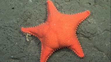 La Provincia inaugura la muestra “Vidas submarinas - Ciencia, arte y soberanía” en Mar del Plata