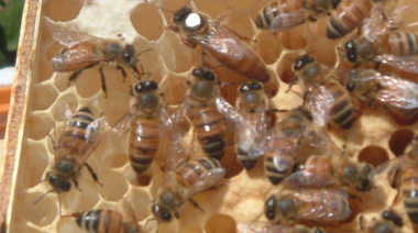 Criadores de reinas y productores apícolas se reúnen en General Belgrano para una jornada clave del sector