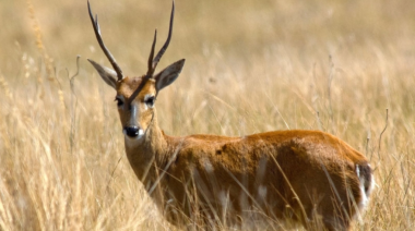La Provincia autorizó la caza de jabalíes para proteger al venado de las pampas
