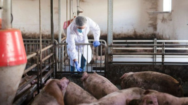Triquinosis: los casos confirmados en la Provincia ya son 4,6 veces más que en 2025