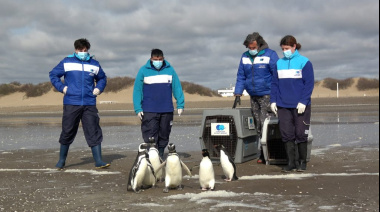 San Clemente: liberaron seis pingüinos rescatados de redes de pesca y petróleo