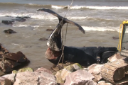 Apareció una ballena franca austral muerta en las costas de Miramar