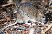Hantavirus en la provincia: murió una nena de 10 años en General Belgrano