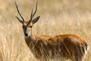La Provincia autorizó la caza de jabalíes para proteger al venado de las pampas