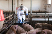 Triquinosis: los casos confirmados en la Provincia ya son 4,6 veces más que en 2025