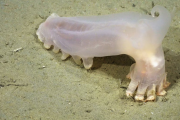 Mar del Plata: CONICET descubrió 57 nuevas especies en su cañón submarino
